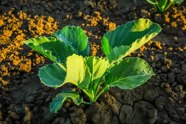 Jonge kool groeit in de tuin na het water geven