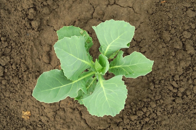 jonge kool groeit in de tuin