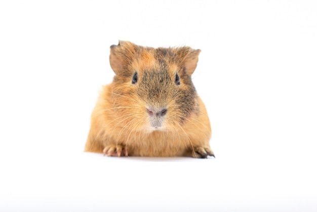 Jonge kortharige bruine cavia