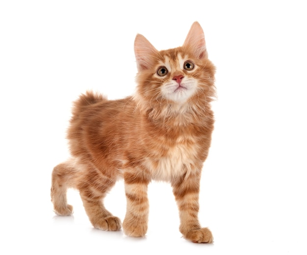 Jonge Kurilian Bobtail geïsoleerd op wit