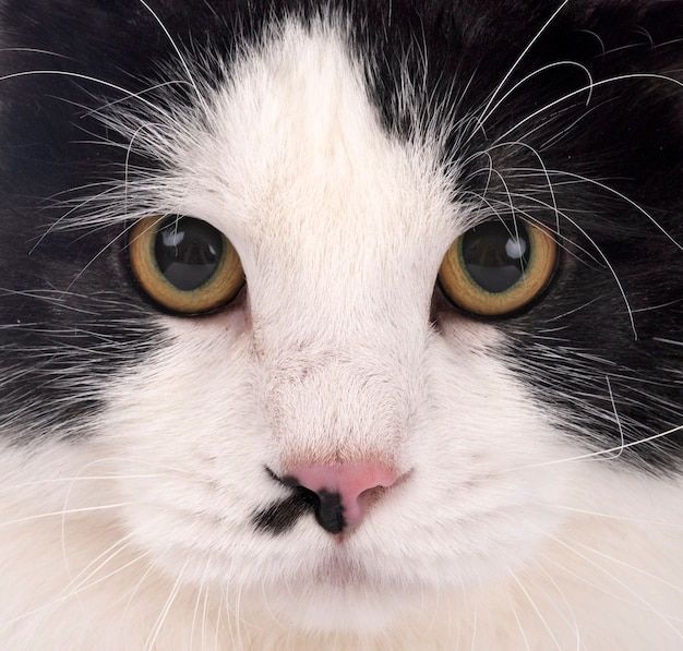 Jonge Kurilian Bobtail gezicht close-up