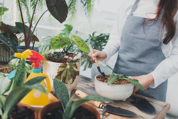 Jonge kwekerij werknemer in kas. thuis tuinieren, liefde voor planten en verzorging. klein bedrijf.