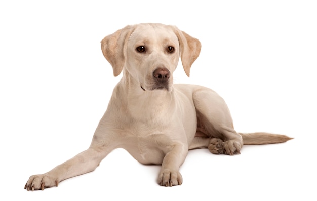 Foto jonge labrador zitten