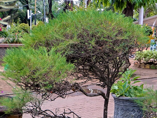 Jonge lange scheuten in Pinus densiflora Umbraculifera den op een mooie groene achtergrond