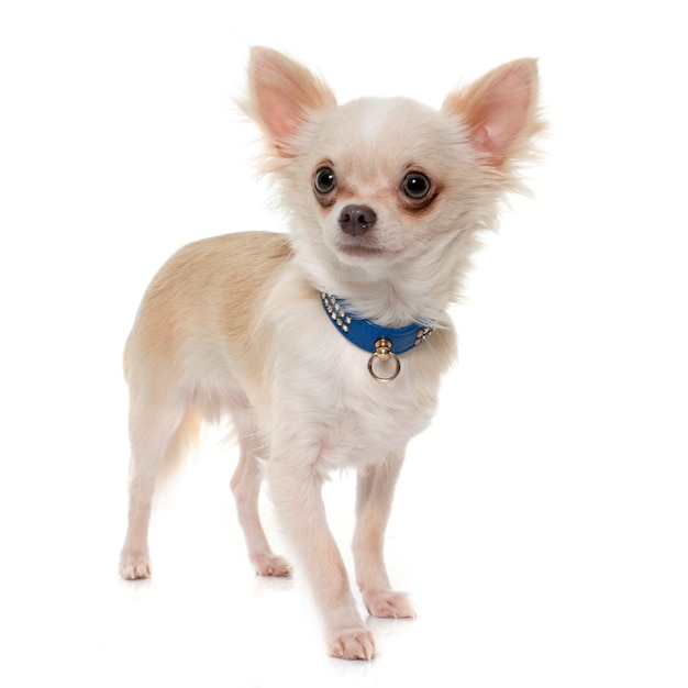 jonge langharige chihuahua