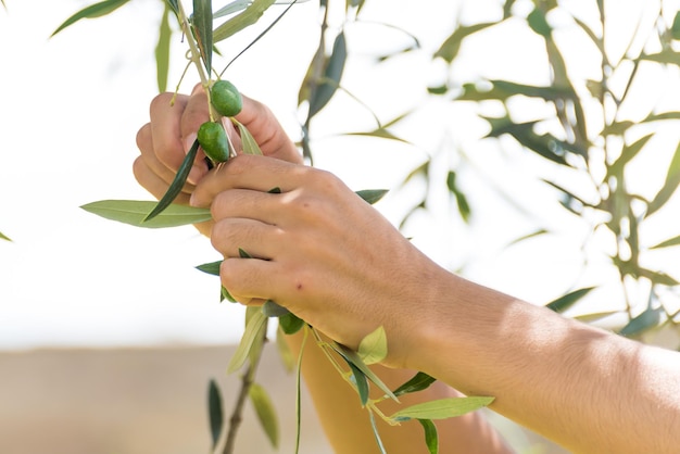 Jonge Latijnse vrouw die groene olijven van een olijfboom oogst