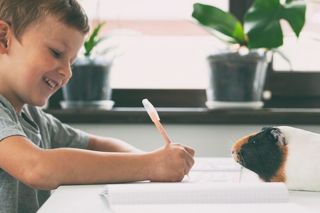 Jonge leerling maakt zijn huiswerk aan het bureau in huis en cavia zit op de tafel bij hem