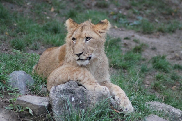 Foto jonge leeuw ontspant zich op het veld