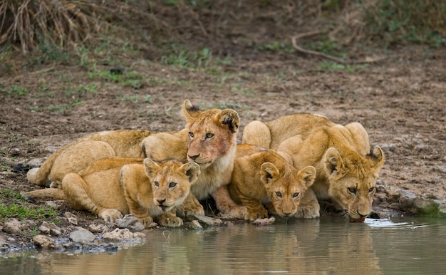 Jonge leeuwen bij het water geven. Kenia. Tanzania. Masai Mara. Serengeti. Een uitstekende illustratie.