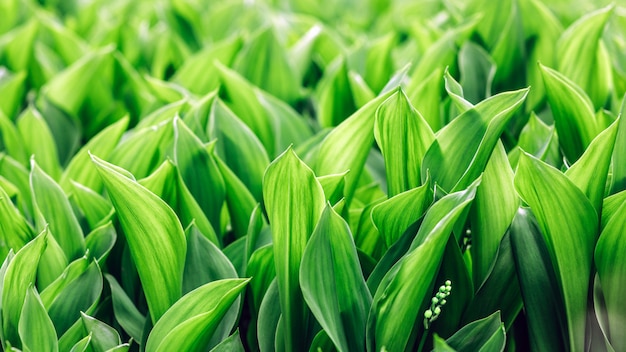 Jonge lelietje-van-dalen in de lentetuin