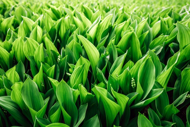 Jonge lelietje-van-dalen in de lentetuin