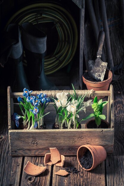 Jonge lentebloemen en vruchtbare donkere grond