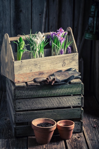 Jonge lentebloemen in een oude houten werkplaats