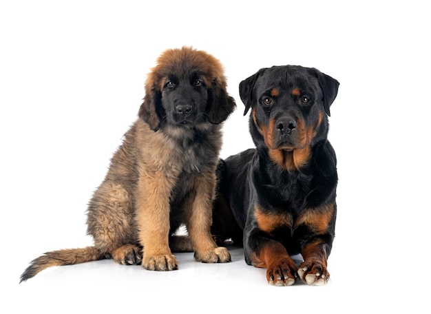 Jonge leonberger en rottweiler voor witte achtergrond