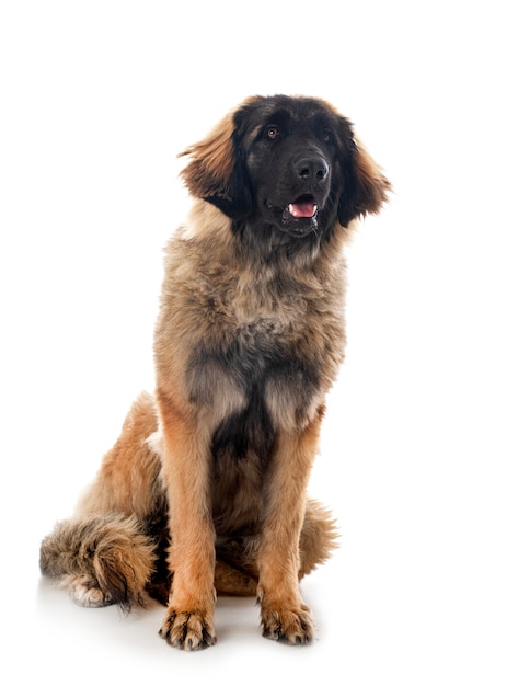 Jonge Leonberger voor witte achtergrond