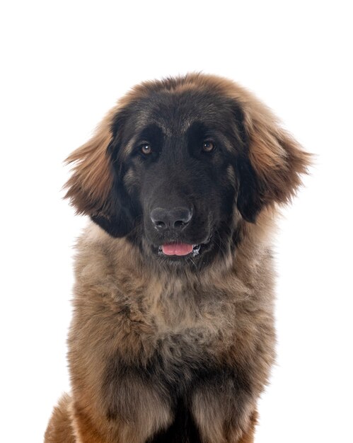 Jonge leonberger voor witte achtergrond