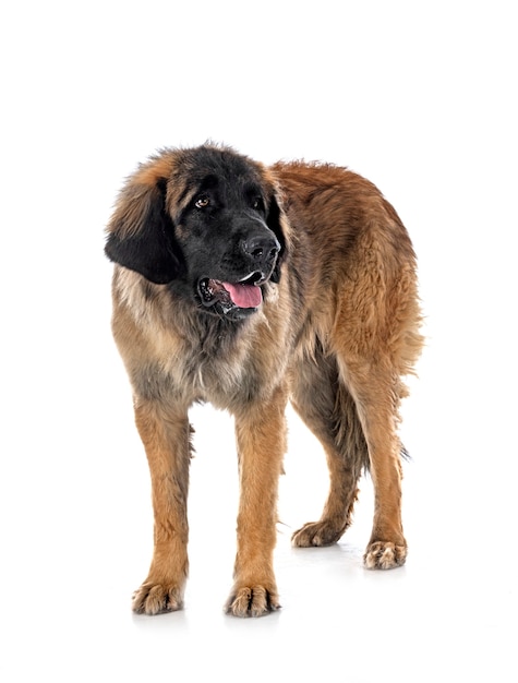 Jonge leonberger voor witte achtergrond