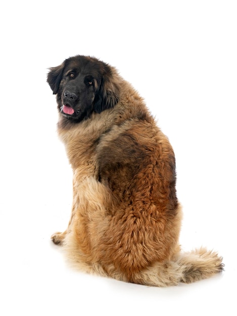 Jonge Leonberger voor witte achtergrond