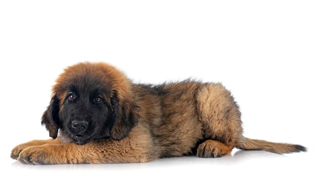 Jonge leonberger voor witte achtergrond