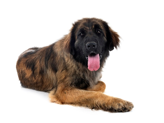 Jonge Leonberger voor witte achtergrond