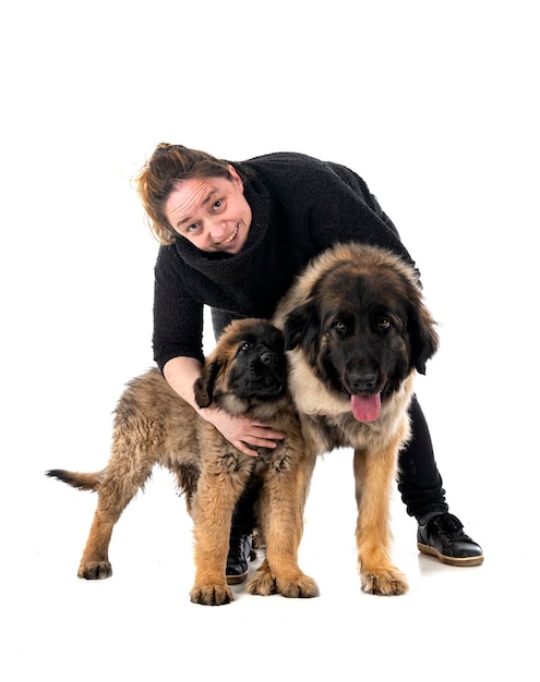 Jonge Leonbergers en vrouw voor witte achtergrond