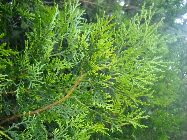 Jonge lichtgroene scheuten van een thuja-plant Thuja wordt veel gebruikt voor het modelleren van steden voor landschapsontwerp Pretentieloze en vorstbestendige plant