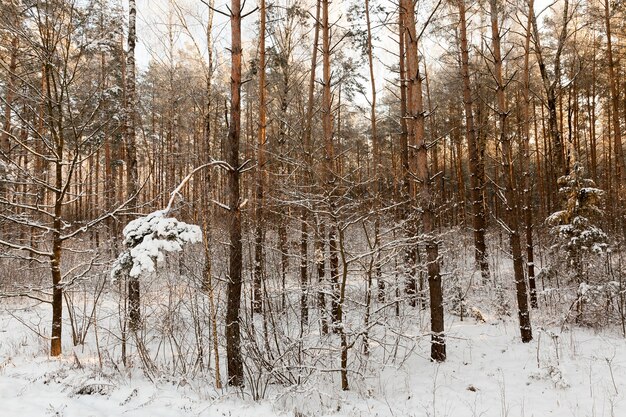 Jonge loofbomen en hoge oude dennen in een gemengd bos