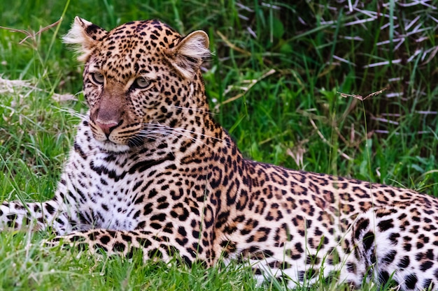 Jonge luipaard die in gras rust. kenia, afrika