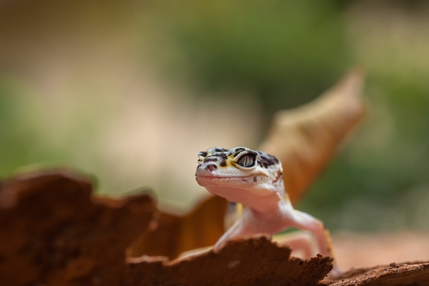 Jonge luipaardgekko in de natuur