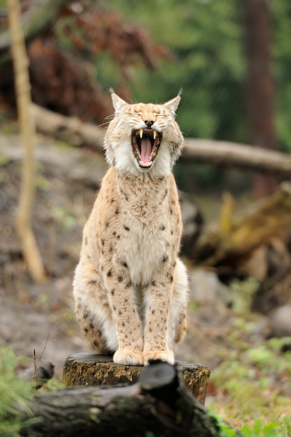 Foto jonge lynx