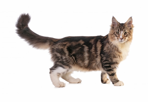 Jonge Maine coon