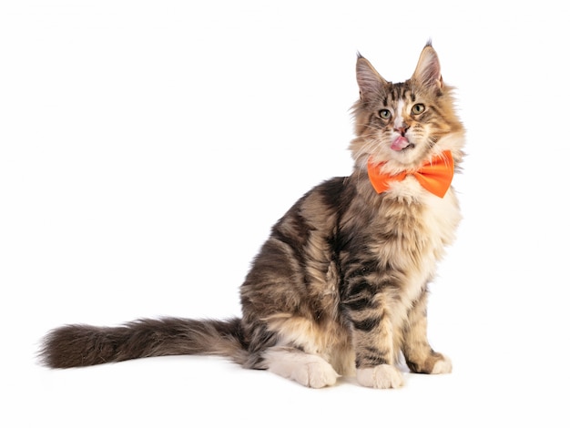 Jonge Maine coon