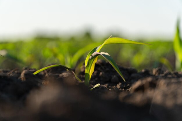Jonge maïs die op het veld groeit Maïsknoppen op een landbouwveld Teelt van planten Landbouwbedrijf