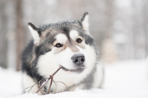 Jonge malamute van alaska die en met stok in sneeuw liggen spelen