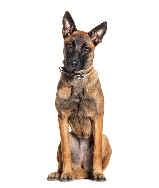 Foto jonge malinois die halsbandhond draagt die op wit wordt geïsoleerd