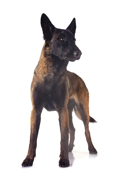 jonge malinois in de studio
