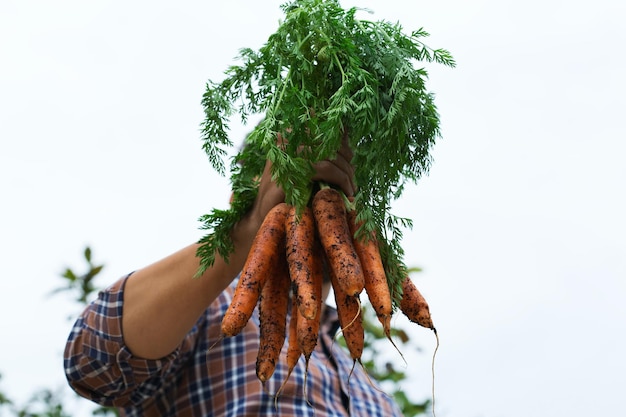 Jonge man, boer, arbeider die de oogst van verse oranje wortelen in handen houdt. privétuin, boomgaard, natuurlijke economie, hobby- en vrijetijdsconcept