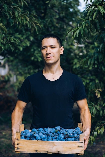 Foto jonge man oogst pruimen, houten kist in zijn handen, tuin en moestuin