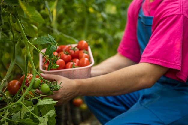 Jonge man tomaten plukken in de kas