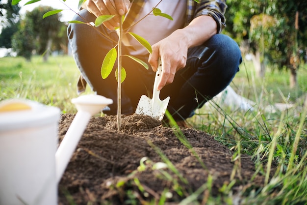 Jonge man tuinman, boom planten in de tuin, tuinieren en planten water geven