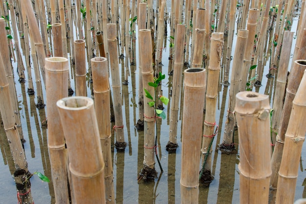 Jonge mangrovenboom in herbebossingsactiviteit