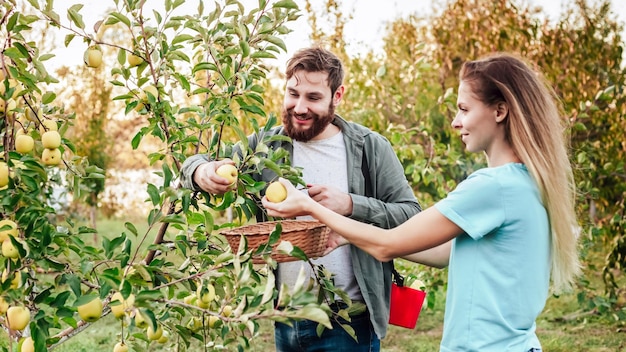 Jonge mannelijke en vrouwelijke boerenarbeiders oogsten appels in de boomgaardtuin tijdens de herfstoogst Gelukkige familie paar vrouw man werkt in de tuin oogsten vouw rijpe appels bij zonsondergang Lange webbanner