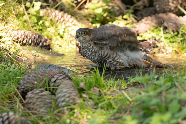 Jonge mannelijke Euraziatische sperwer op een natuurlijk waterpunt in een dennenbos in de zomer