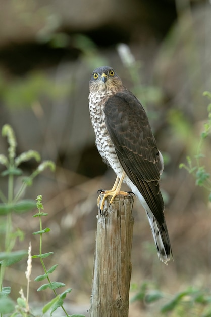 Jonge mannelijke Euraziatische sperwer op een natuurlijk waterpunt in een dennenbos in de zomer