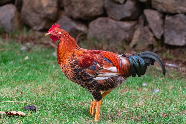 jonge mannelijke haan op groen gras oppervlak met rotswand achtergrond