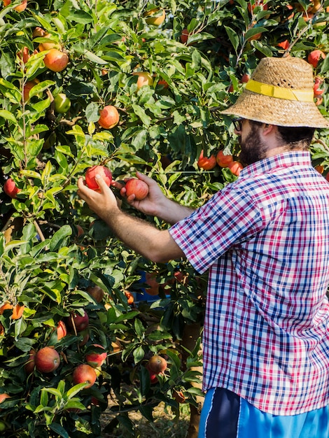 Jonge mannelijke tuinder tijdens het oogsten van apelen in de tuin