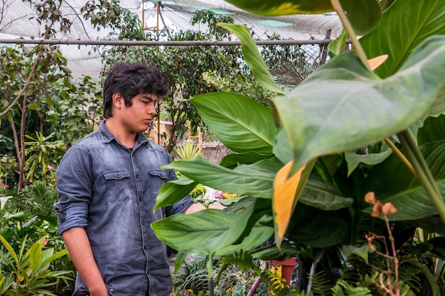 Jonge mannelijke tuineigenaar die planten kweekt in het concept van een kleine ondernemer in de kas