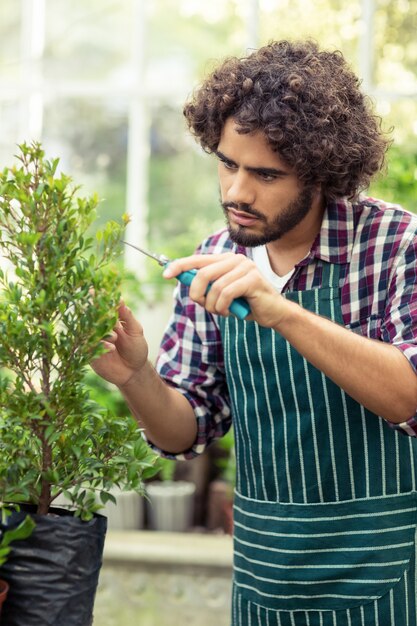 Jonge mannelijke tuinman die potplanten snoeien