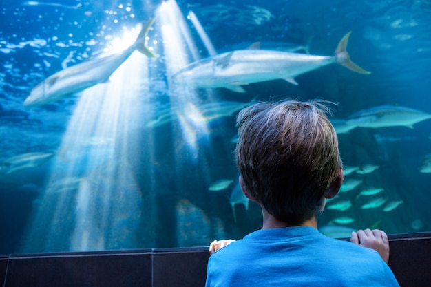 Jonge mens die vissen in een tank bekijkt