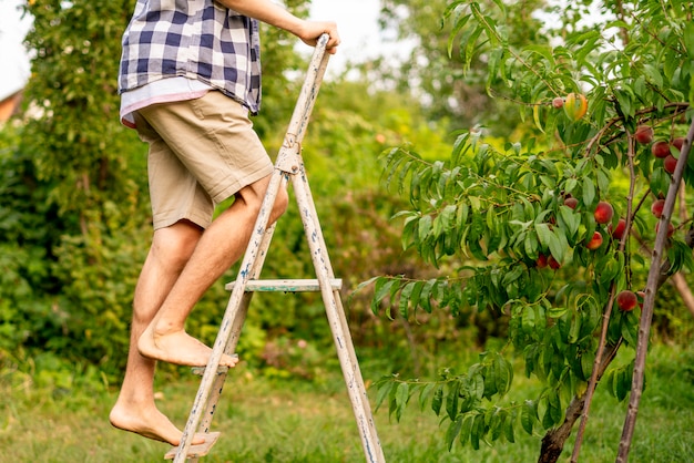 Jonge mens het plukken fruit van de boom die beklimmend de ladder in tuin a gebruiken